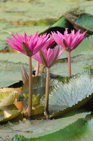 Lotus of Thailand is a beautiful species  Bloom in the early morning sun light の写真素材