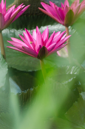 Lotus of Thailand is a beautiful species  Bloom in the early morning sun light の写真素材