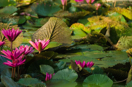 Lotus of Thailand is a beautiful species  Bloom in the early morning sun light の写真素材