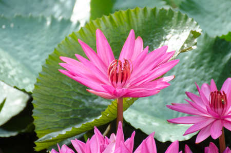 Lotus of Thailand is a beautiful species  Bloom in the early morning sun light の写真素材