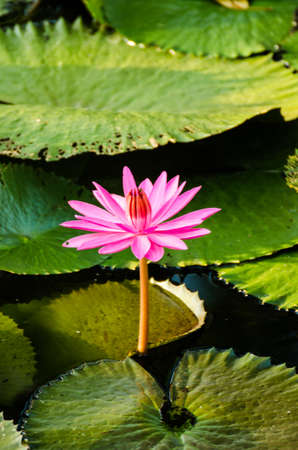 Lotus of Thailand is a beautiful species  Bloom in the early morning sun light の写真素材