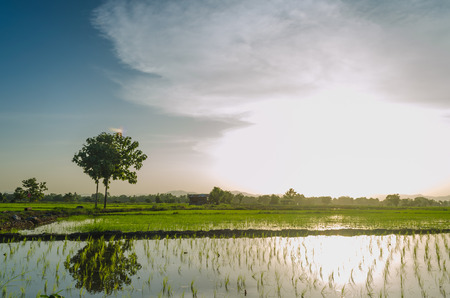 In the season of rice in Asia has made delivery of the beautiful scenery. I see the bright and breezy comfort.の写真素材