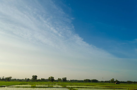 In the season of rice in Asia has made delivery of the beautiful scenery. I see the bright and breezy comfort.の写真素材