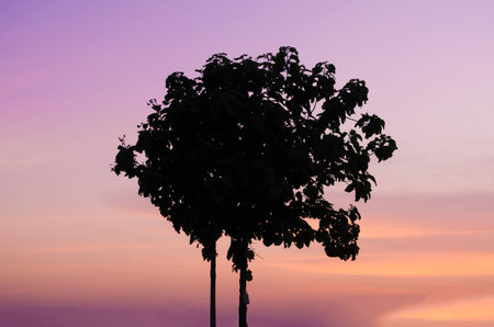 In the season of rice in Asia has made delivery of the beautiful scenery  I see the bright and breezy comfort の写真素材