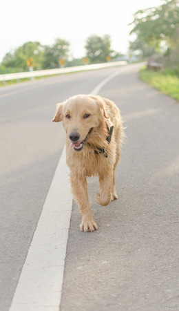 Golden Retriever is an intelligent dog and the owner to be honest. A cheerful Enthusiasm over the years.の写真素材