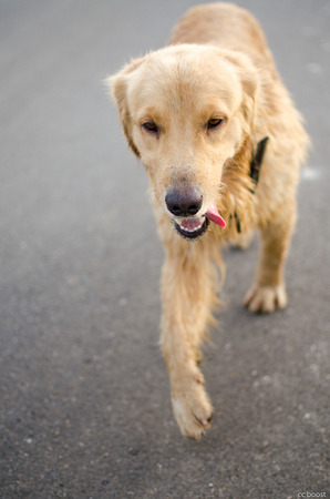 Golden Retriever is an intelligent dog and the owner to be honest. A cheerful Enthusiasm over the years.の写真素材