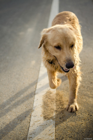 Golden Retriever is an intelligent dog and the owner to be honest. A cheerful Enthusiasm over the years.の写真素材