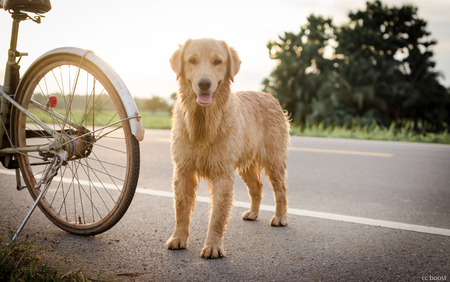 Golden Retriever is an intelligent dog and the owner to be honest. A cheerful Enthusiasm over the years.の写真素材