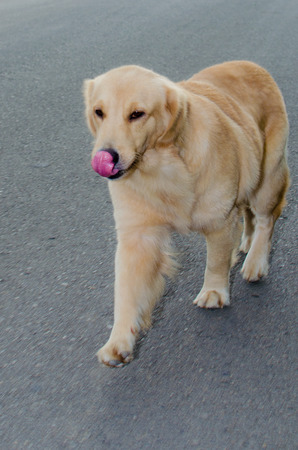 Golden Retriever is an intelligent dog and the owner to be honest. A cheerful Enthusiasm over the years.の写真素材