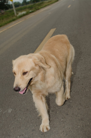 Golden Retriever is an intelligent dog and the owner to be honest. A cheerful Enthusiasm over the years.の写真素材