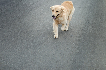 Golden Retriever is an intelligent dog and the owner to be honest. A cheerful Enthusiasm over the years.の写真素材