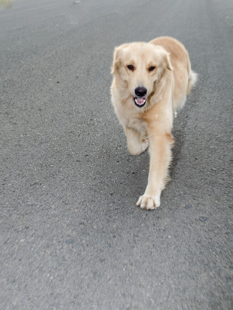 Golden Retriever is an intelligent dog and the owner to be honest. A cheerful Enthusiasm over the years.の写真素材