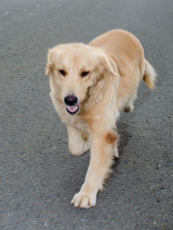 Golden Retriever is an intelligent dog and the owner to be honest. A cheerful Enthusiasm over the years.の写真素材