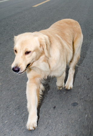 Golden Retriever is an intelligent dog and the owner to be honest. A cheerful Enthusiasm over the years.の写真素材