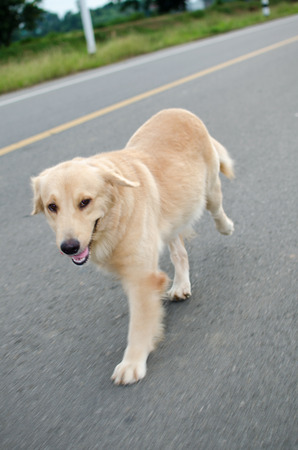Golden Retriever is an intelligent dog and the owner to be honest. A cheerful Enthusiasm over the years.の写真素材