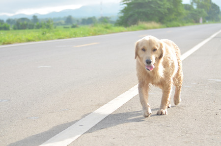 Golden Retriever is an intelligent dog and the owner to be honest. A cheerful Enthusiasm over the years.の写真素材