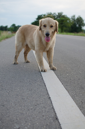 Golden Retriever is an intelligent dog and the owner to be honest. A cheerful Enthusiasm over the years.の写真素材