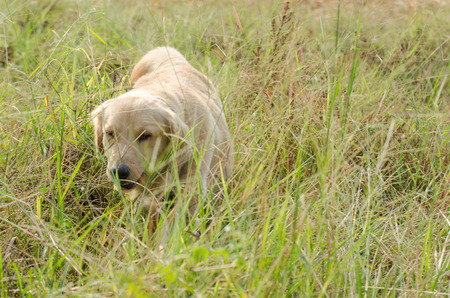 Golden Retriever is an intelligent dog and the owner to be honest. A cheerful Enthusiasm over the years.の写真素材