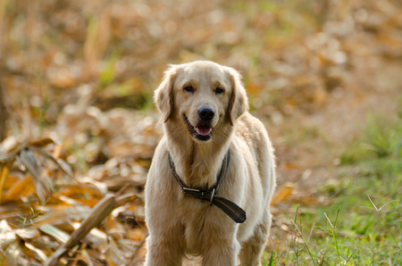 Golden Retriever is an intelligent dog and the owner to be honest. A cheerful Enthusiasm over the years.の写真素材