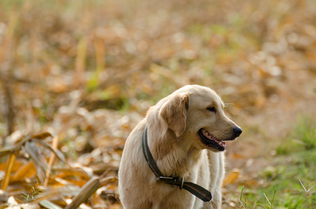 Golden Retriever is an intelligent dog and the owner to be honest. A cheerful Enthusiasm over the years.の写真素材