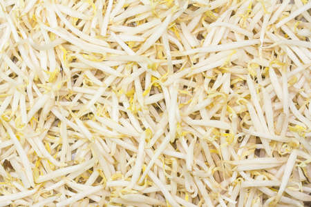 Bean sprouts are grown from green beansの写真素材