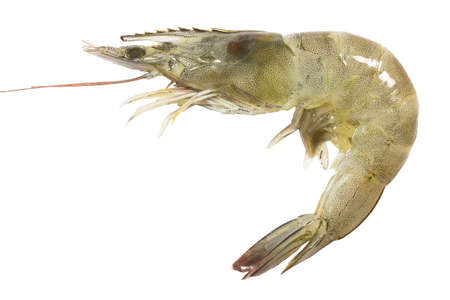 banana shrimp Medium-sizedの写真素材