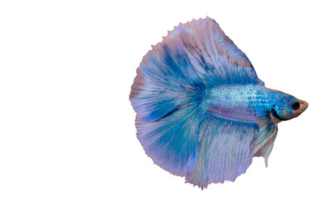 Siamese fighting fish Blue color