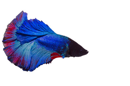 Siamese fighting fish Blue color
