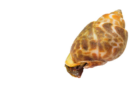 Spotted babylon Still lifeの写真素材