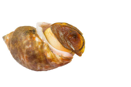 Spotted babylon Still lifeの写真素材