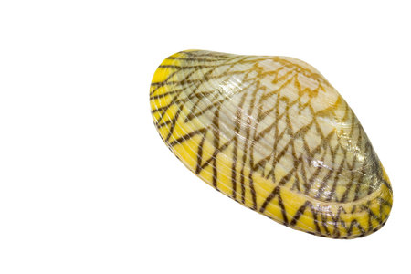 Venus shell  Isolate Image