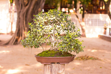 Collected tree bonsaiの写真素材