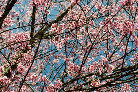 Wild Himalayan Cherryの写真素材