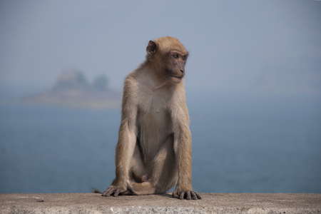 Monkey sit on the damの写真素材
