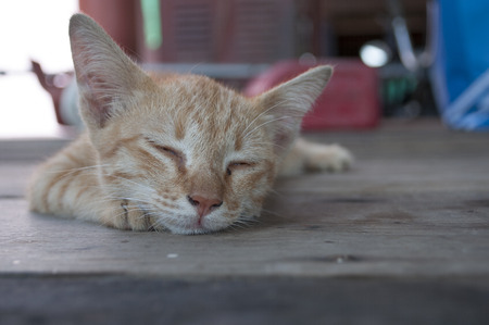 Little red kitten sleep on woodの写真素材