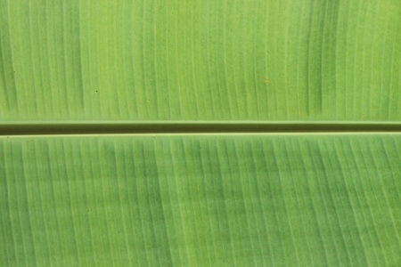 Banana Leafの写真素材