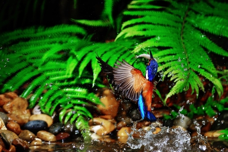 Blue-eared Kingfisher  Alcedo meninting This is male Blue-eared Kingfisher  Taking from Satun Province in Thailand during he is catching fish from small pool の写真素材