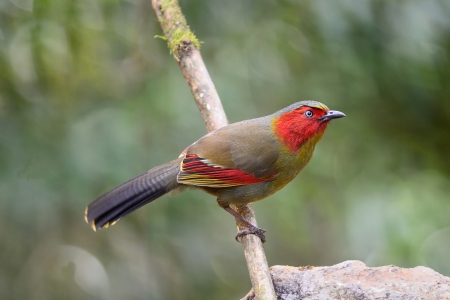 Scarlet-faced Liocichla  Liocichla ripponi Habitat   Secondary  growth, scrub and grass, broadleaved evergreen forest の写真素材