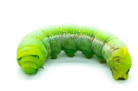 Green Caterpillar Oleander Hawk-moth (Daphnis nerii), isolated on a white backgroundの写真素材