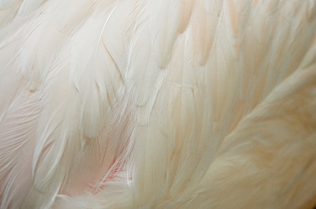 Greater Flamingo (Phoenicopterus roseus) feathersの写真素材