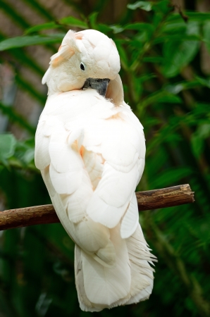 Beautiful pale pink Cockatoo, Mollucan Cockatoo (Cacatua moluccensis), standing on a branchの写真素材