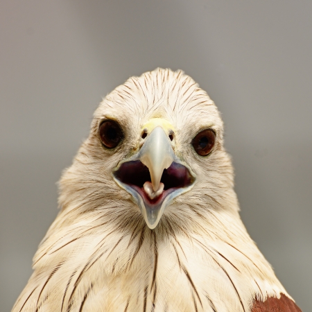 Brahminy Kite  Haliastur indus , face profileの写真素材