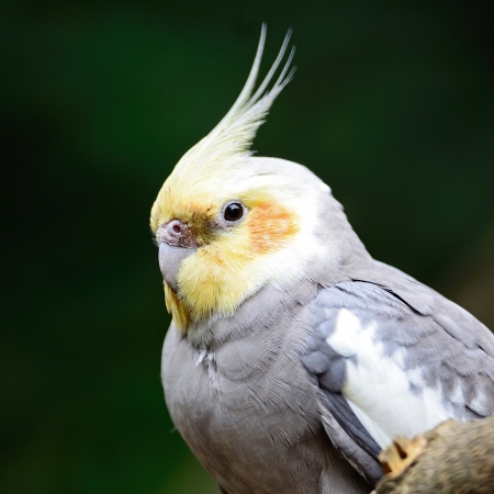 Beautiful Cockatiel  Nymphicus hollandicus , closeup head profileの写真素材