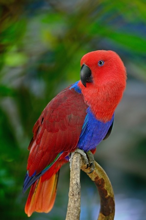 Colorful red parrot, a female Electus parrot  Electus roratus , breast profileの写真素材