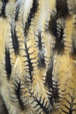 Closeup Eurasian Eagle Owl feathersの写真素材