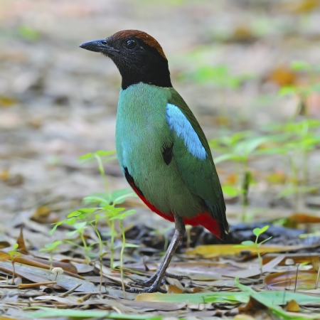 Colorful Pitta, Hooded Pitta  Pitta sordida , standing on the ground, side profile の写真素材