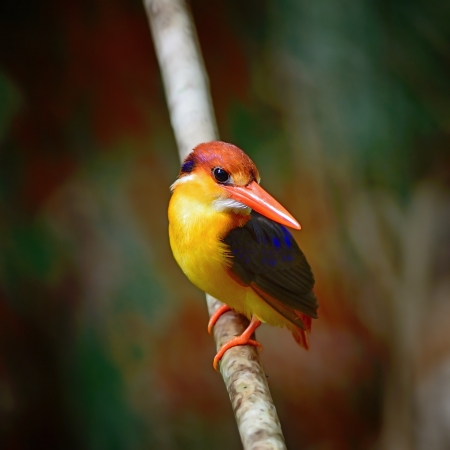 Multicolored Kingfisher bird, Black-backed Kingfisher  Ceyx erithacus , breast profile  の写真素材