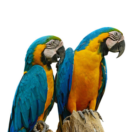 Blue and Gold Macaw aviary, isolated on a white background