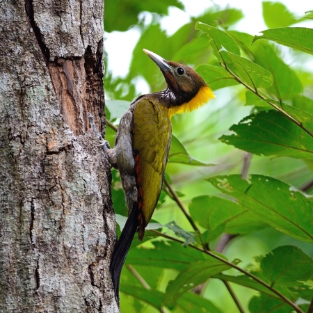 A female Greater Yellownape bird, Yellow-naped Woodpecker  Picus flavinucha , bird of Thailandの写真素材