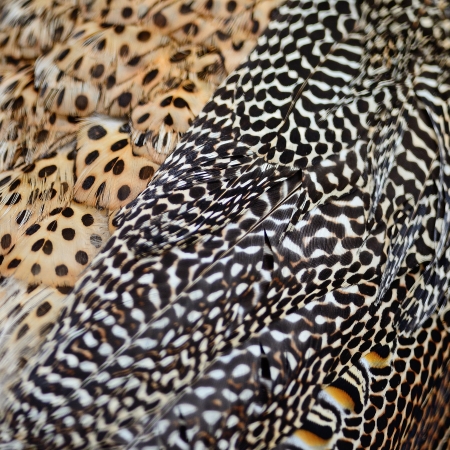 Green Peafowl feather backgroundの写真素材